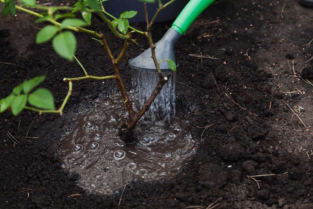 il cespuglio di rose viene innaffiato da un annaffiatoio di plastica verde con un primo piano del diffusore.  Una pozzanghera si è formata intorno al cespuglio
