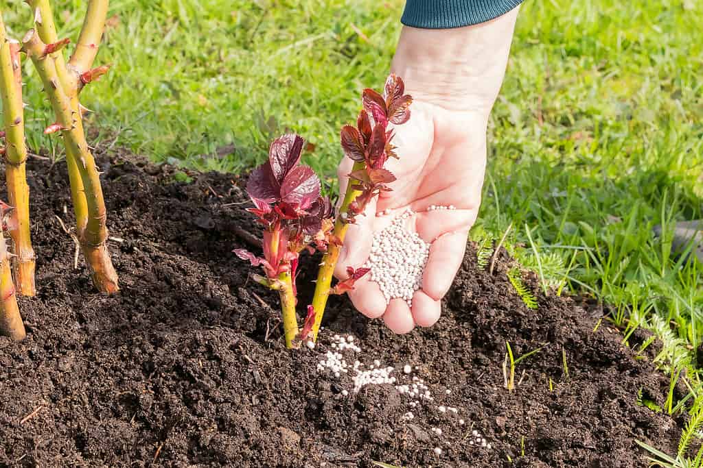 Nella mano di una donna ci sono granuli di fertilizzante minerale per nutrire un giovane germoglio risvegliato di una rosa da giardino.