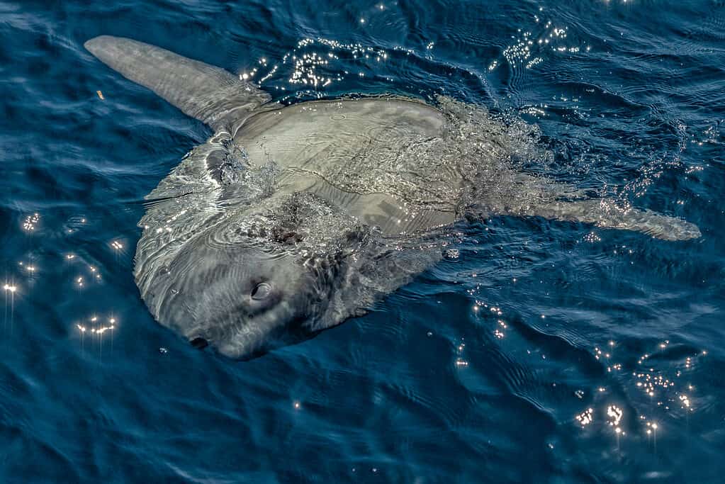 Sunfish sulla superficie del mare mentre mangia meduse