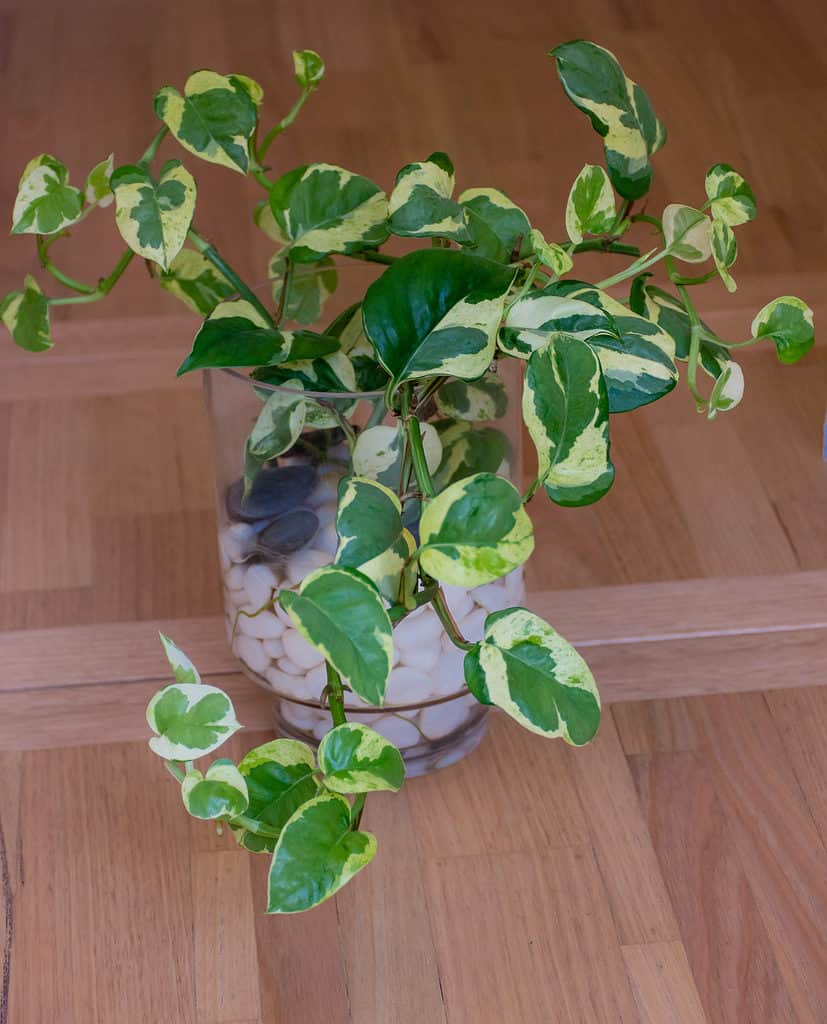Glacier Pothos pianta coltivata in rocce o ciottoli senza terreno