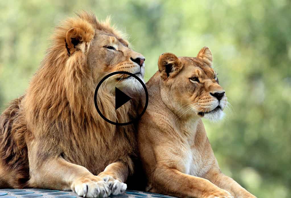 Leone e leonessa