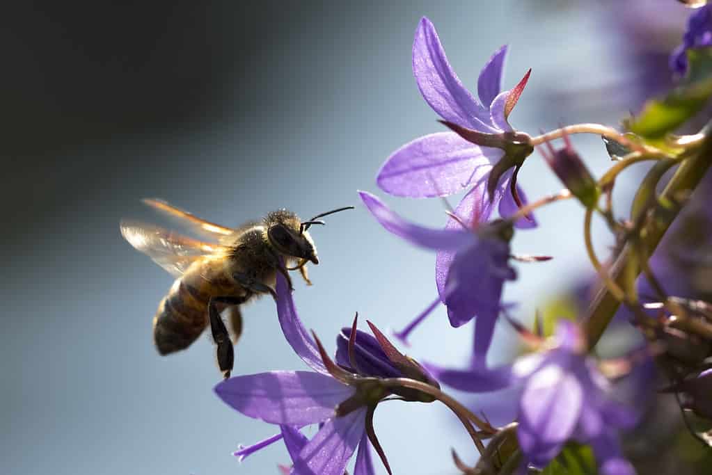 Primo piano di un'ape occidentale o di un'ape europea (Apis mellifera) che alimenta il nettare dei fiori campanula campanula viola