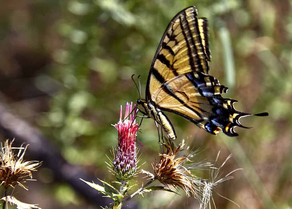 Farfalla a coda di rondine a due code che raccoglie nettare dal fiore