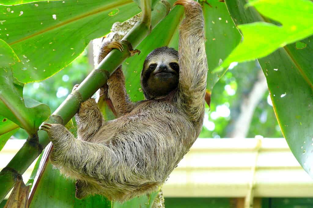 Bradipo a Puerto Viejo, Costa Rica