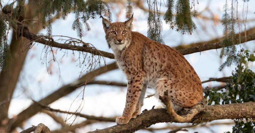 lince eurasiatica seduta sull'albero