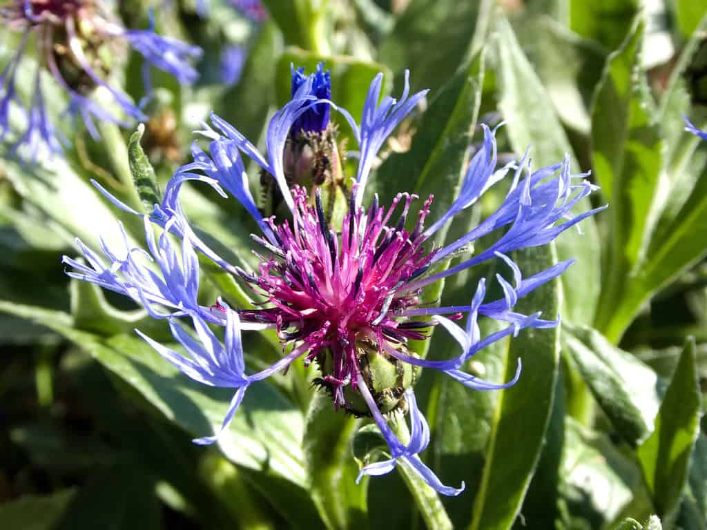 Fiordaliso