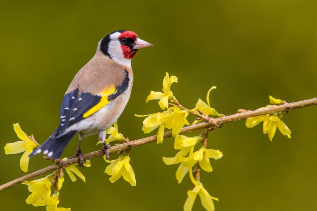 Cardellino europeo su un ramo con fiori gialli