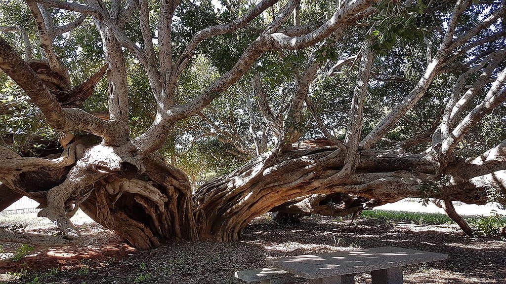 L'albero di Livingstone