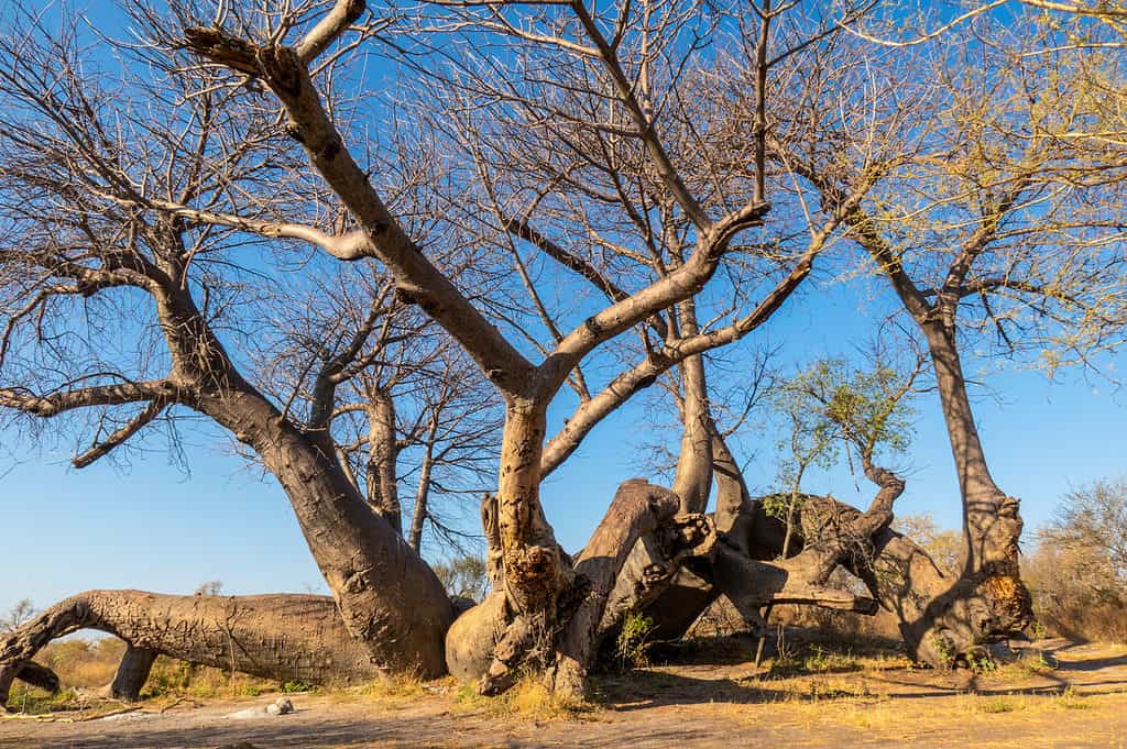 Africa, Baobab, Bellezza naturale, Immagine a colori, Secco