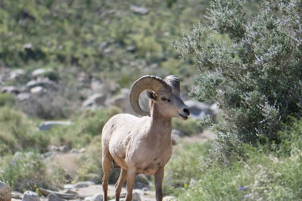 La più grande pecora del deserto mai catturata in California ha ottenuto 190 punti 4/8