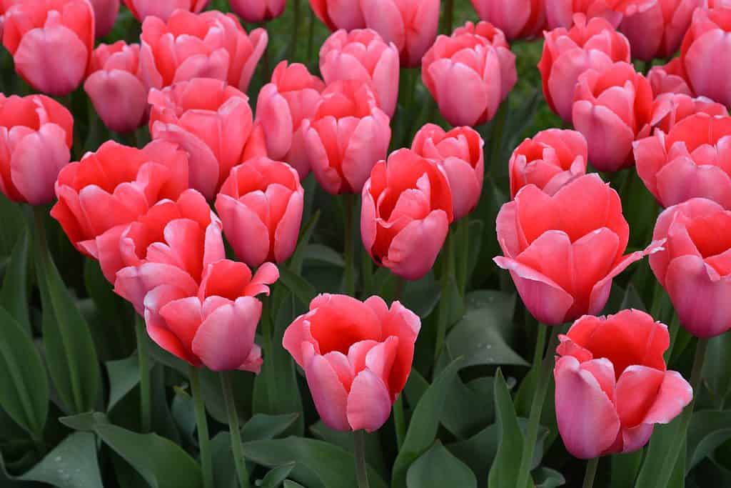 Impressioni rosa tulipani