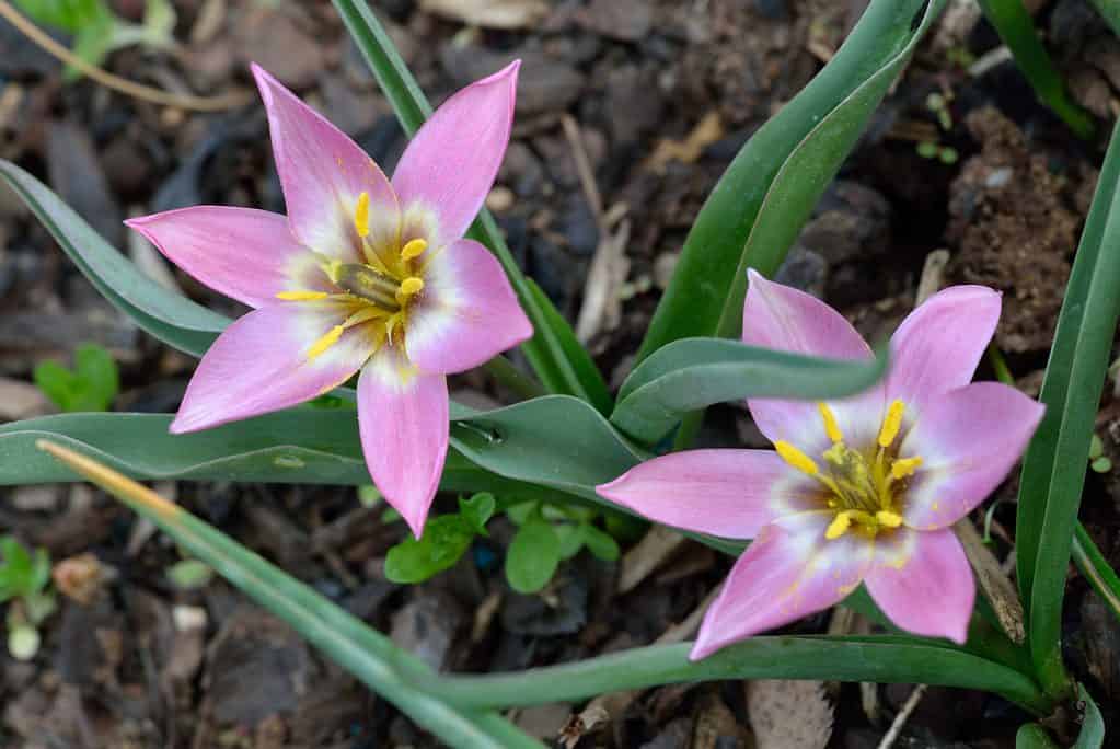 Aucher tulipani