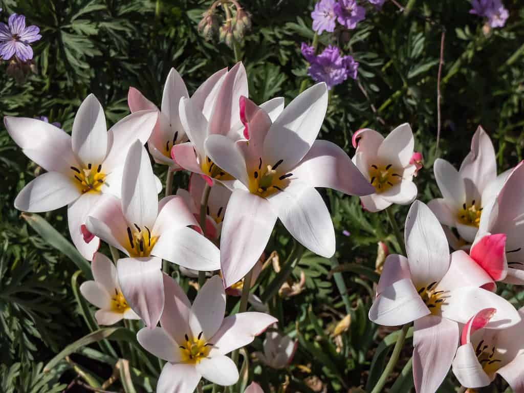 Lady Jane tulipano