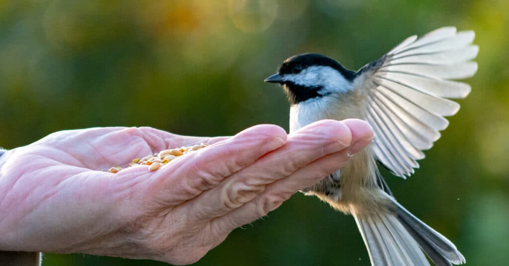 Un Chickadee dal cappuccio nero atterra sulla mano piena di semi di una persona