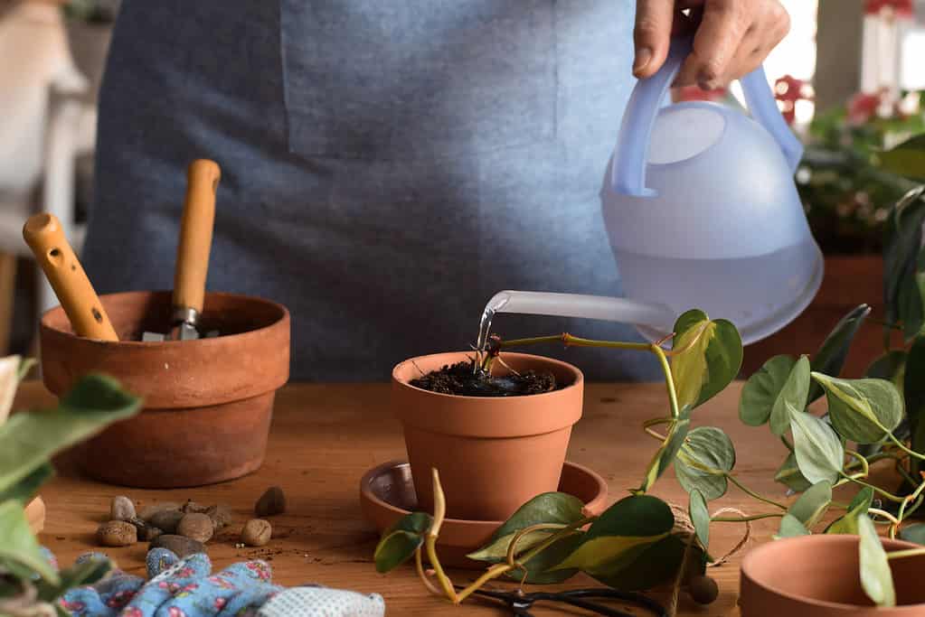 Innaffiare a mano un taglio di pothos appena piantato.