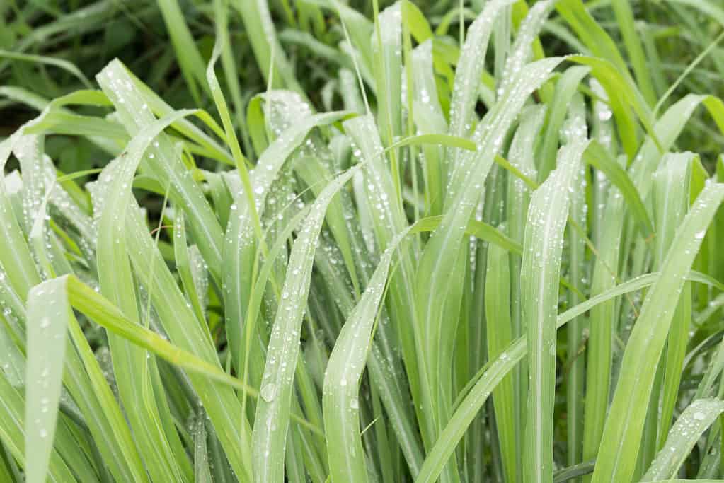 Johnson Grass - Stagione delle allergie nel Nebraska