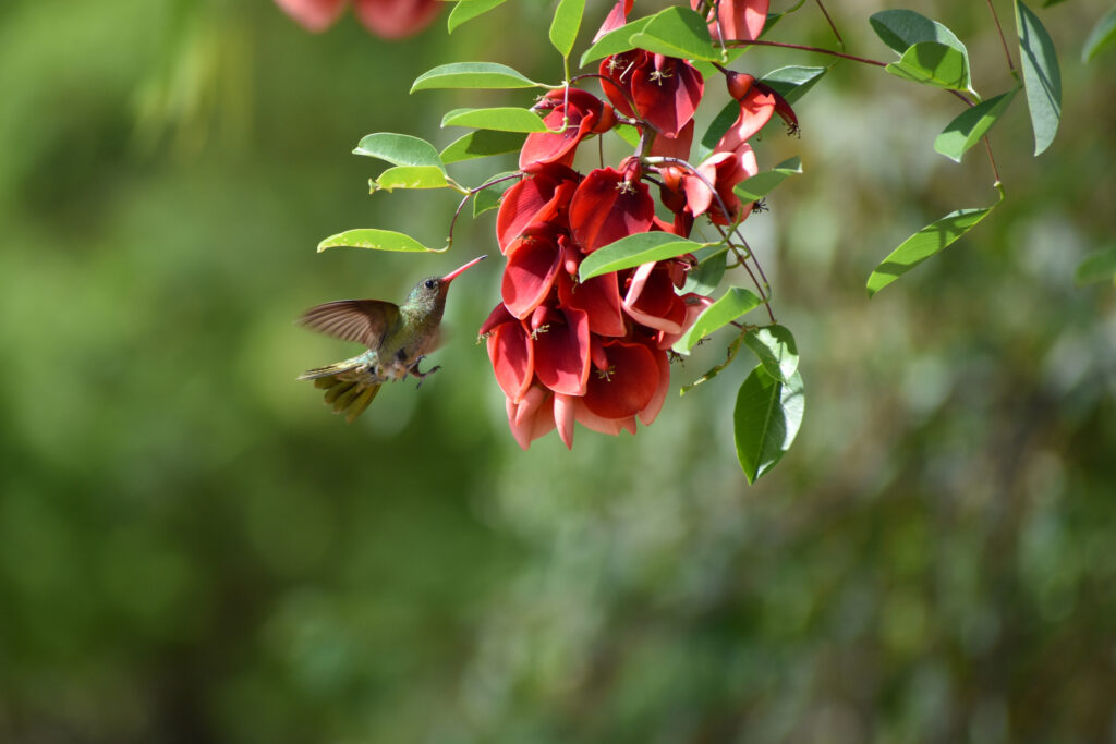 Colibrì, con fiori di ceibo 