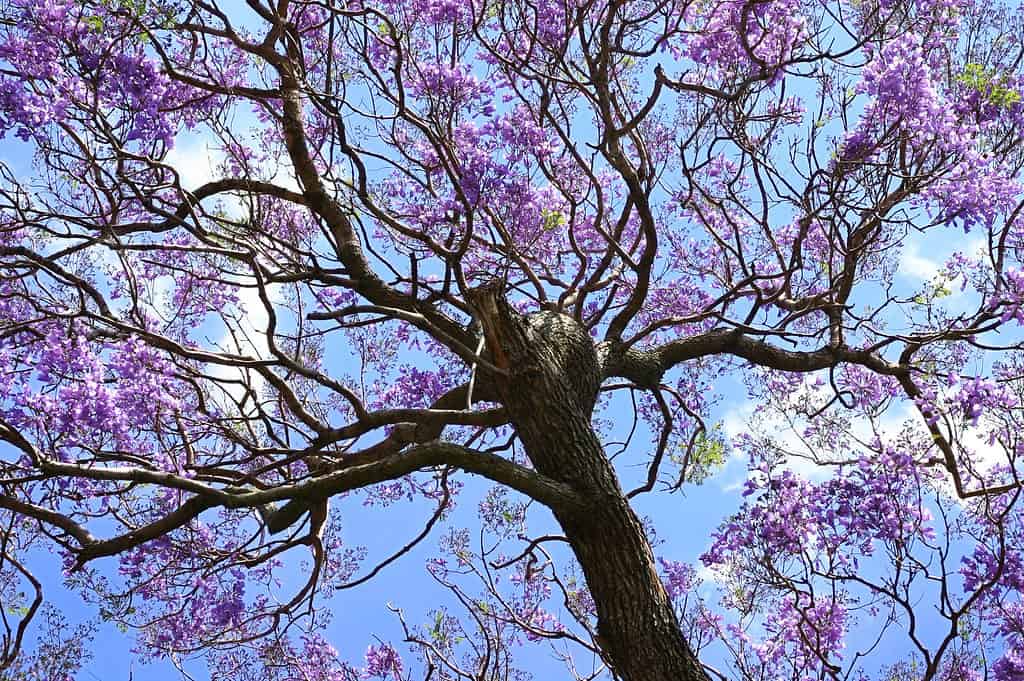 Jacaranda in fiore