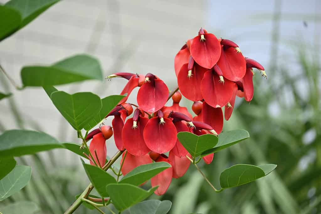 Fiori di Ceibo, albero di corallo di cockspur (Erythrina crista-galli).