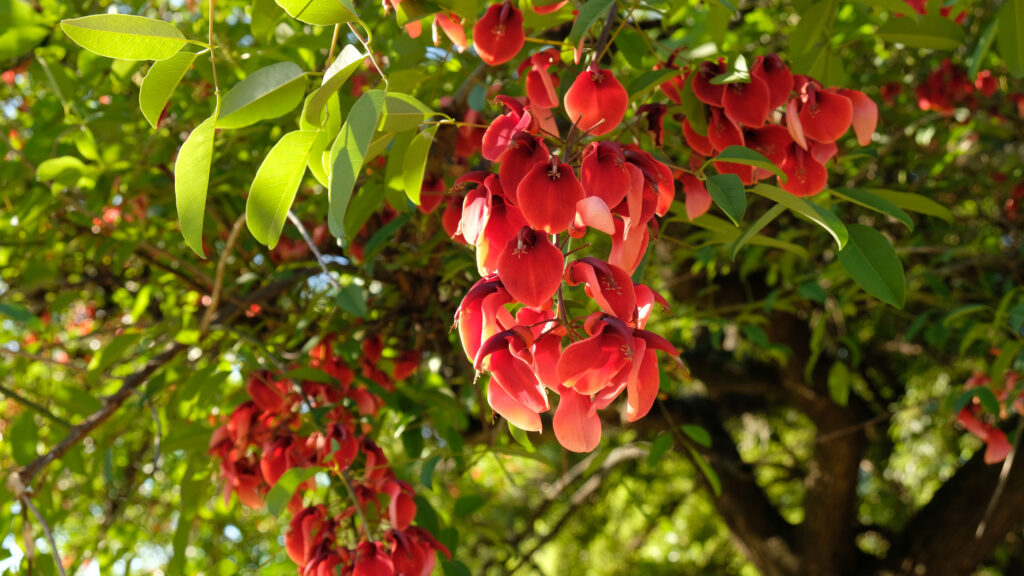 Ceibo fiorito, albero di corallo cockspur (Erythrina crista-galli)
