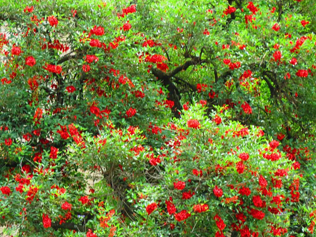 Ceibo, albero di corallo di cockspur (Erythrina crista-galli).