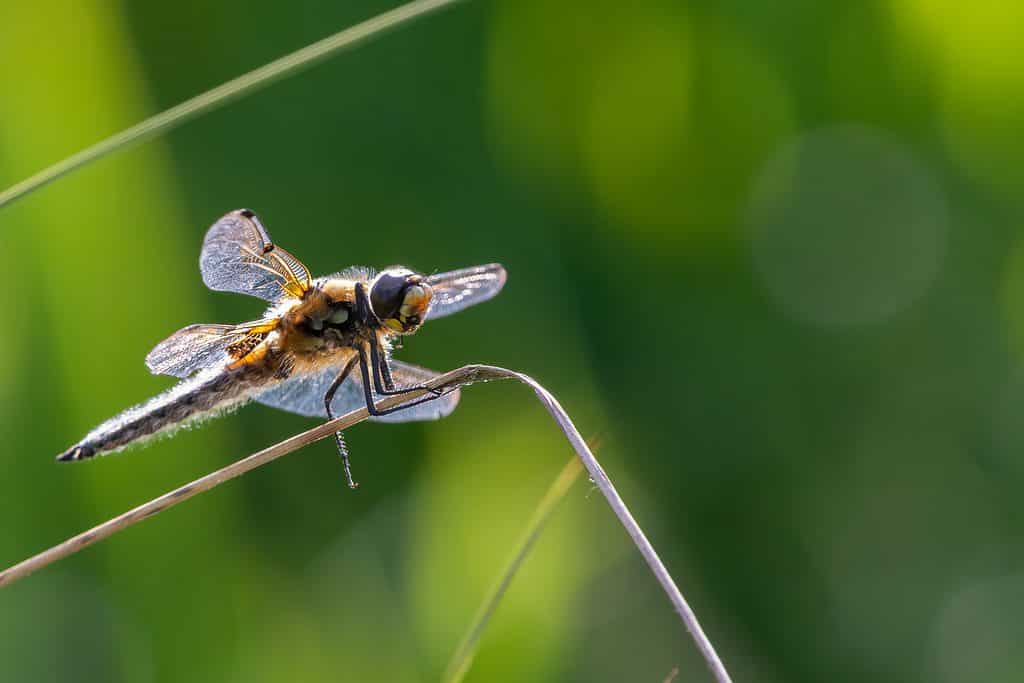 libellula skimmer a quattro punti