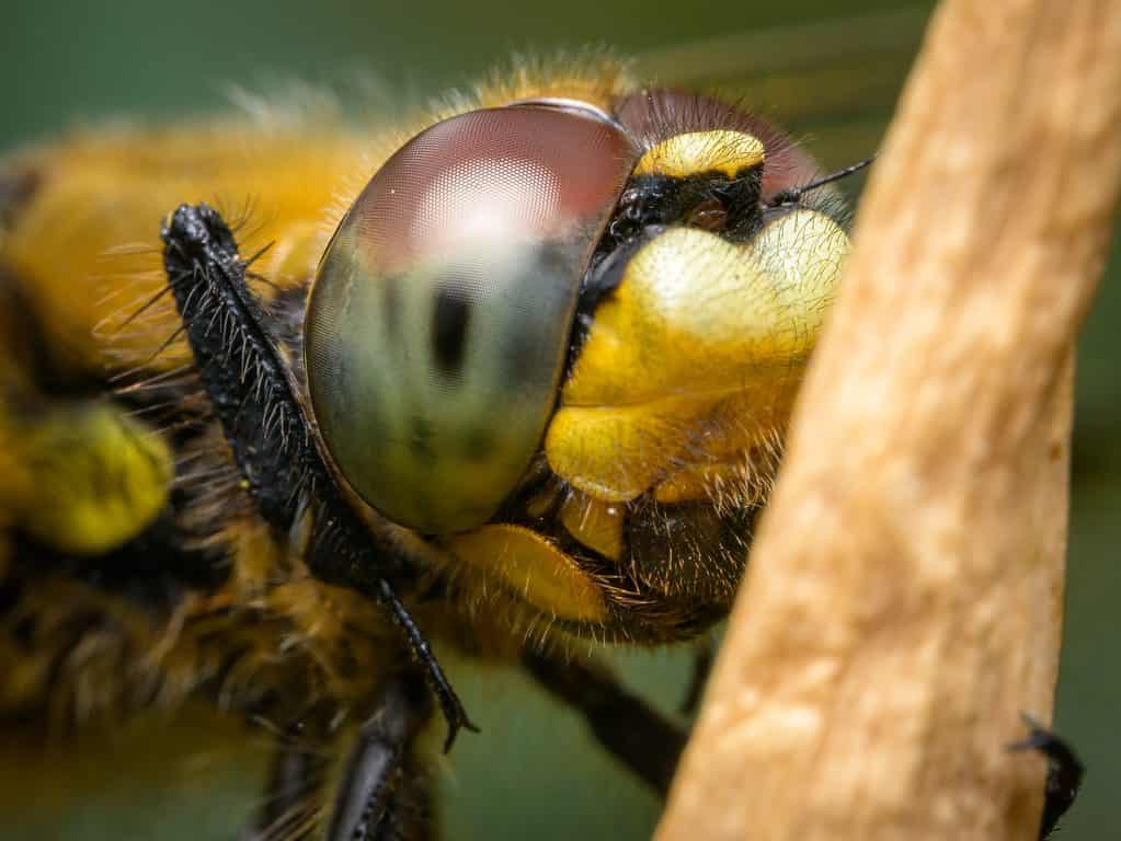 Libellula Skimmer a quattro punti