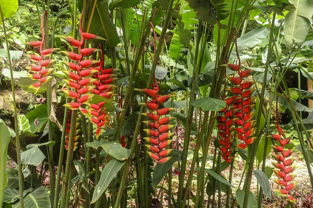 Heliconia Rostrata