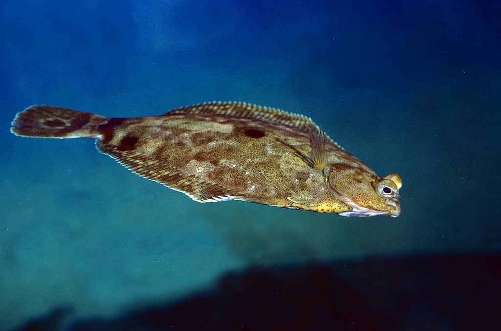 Rombo chiodato, scophthalmus maximus, nuoto per adulti