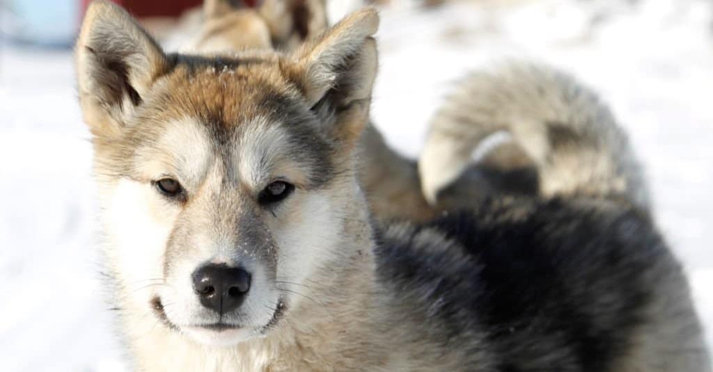 Cane della Groenlandia a Ilulissat