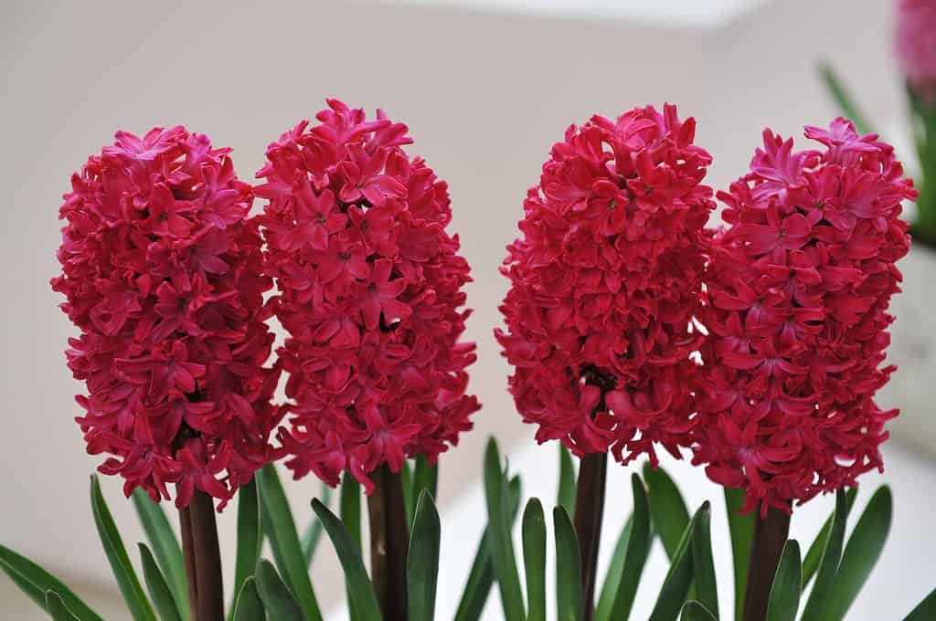 Giacinto rosso (Hyacinthus orientalis) Jan Bos fiorisce in un giardino in aprile