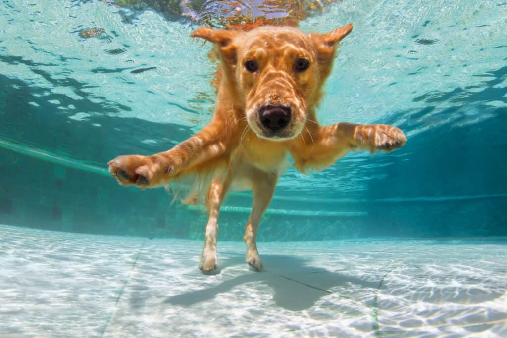 golden retriever che nuota