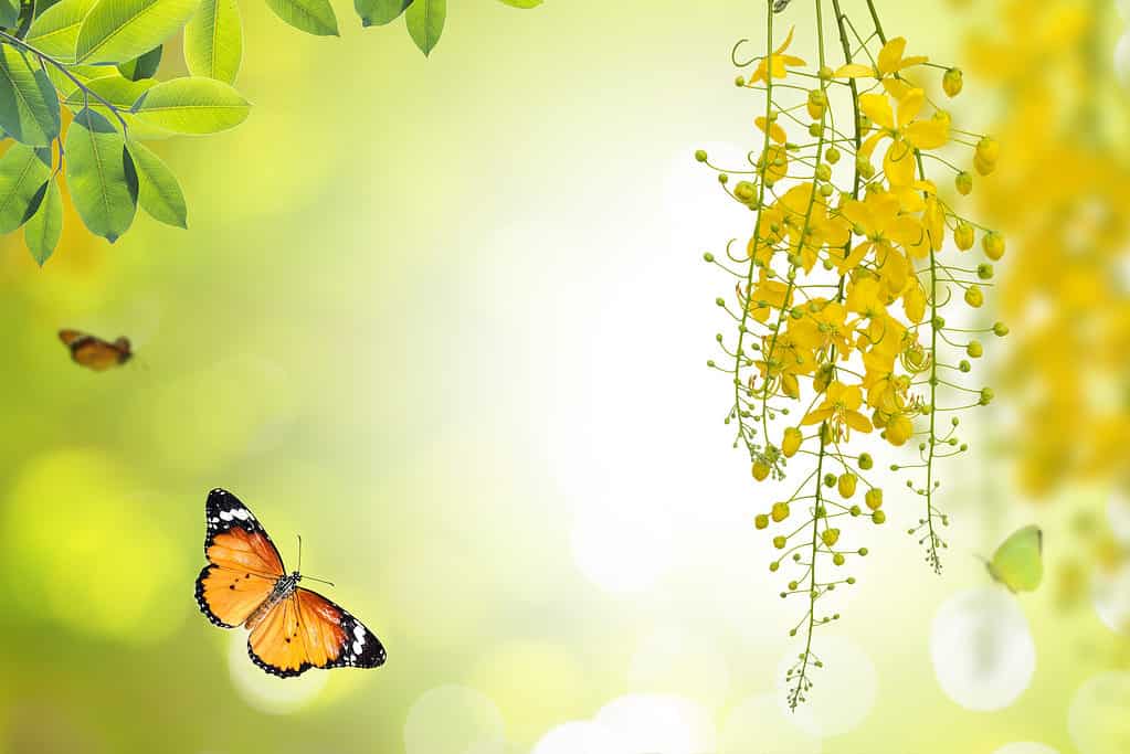 Cassia Fistola Linn