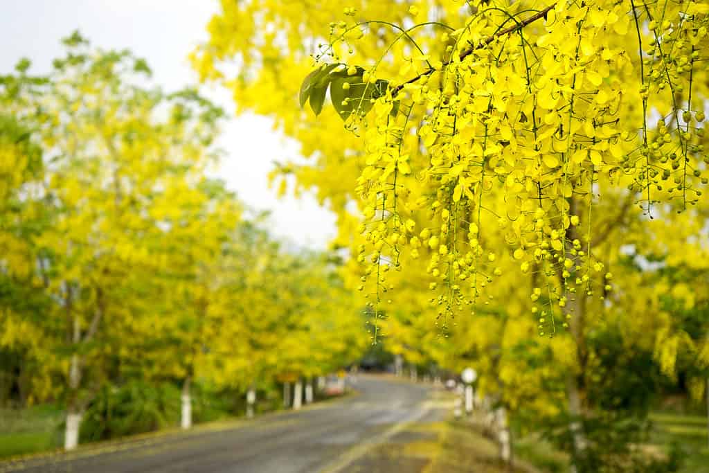 Cassia fistola Linn