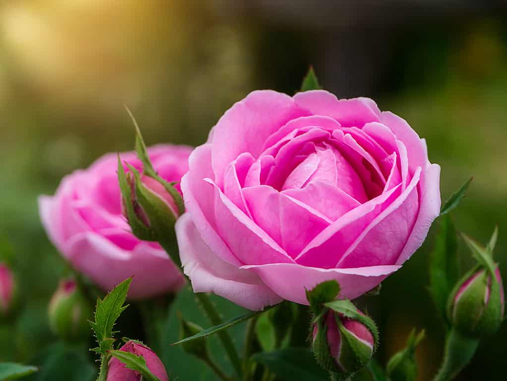 Rosa Damascena.