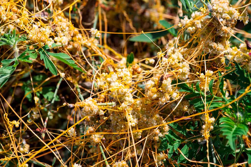 Cuscuta sandwichiana (Kauna'oa kahakai) è una vite parassita e l'unico membro del genere Cuscuta che è endemico delle isole Hawaii.