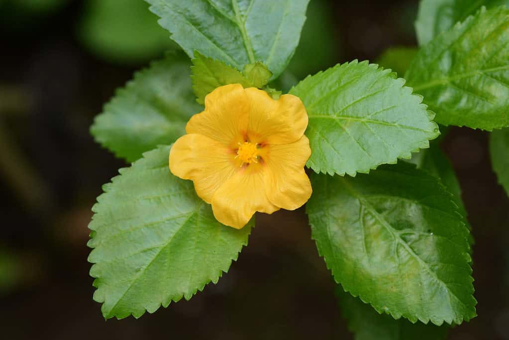 Ilima (Sida Fallax) del fiore di lei hawaiana reale