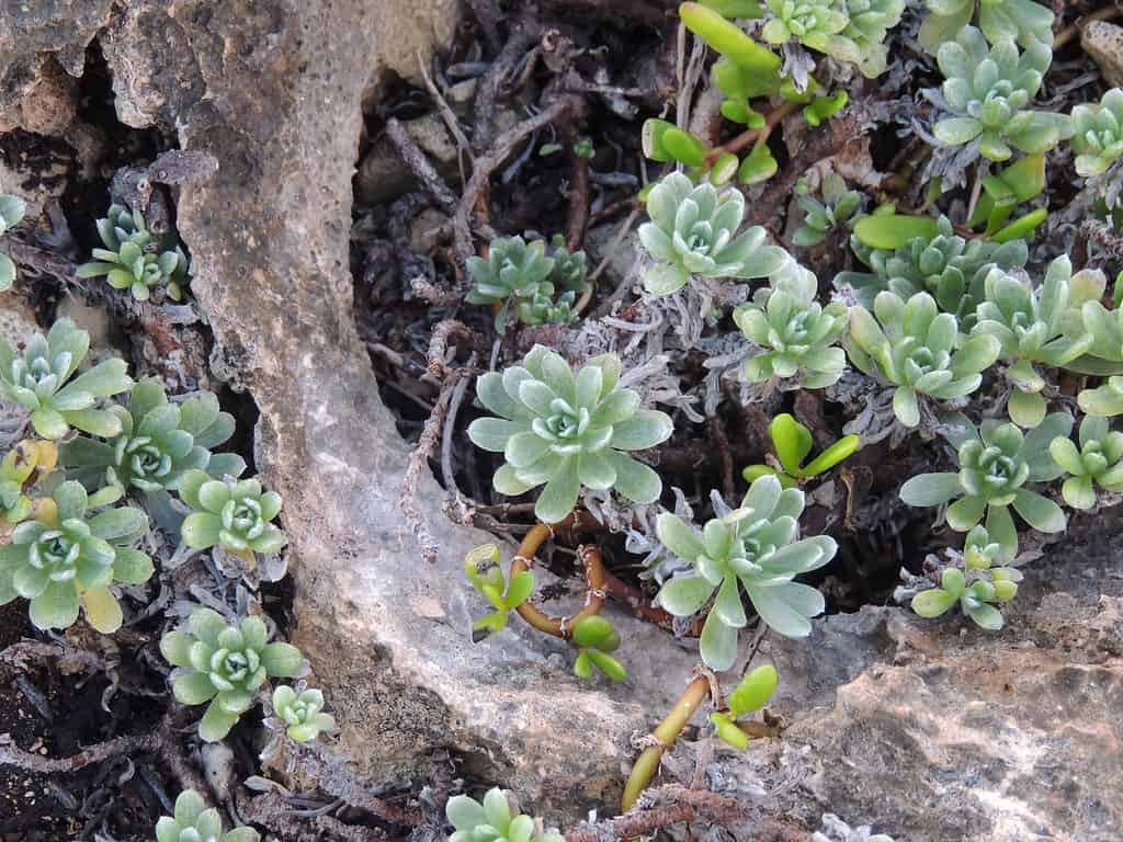 Heliotropium anomalum che cresce sulla North Shore di Oahu vicino a Kuilima Cove