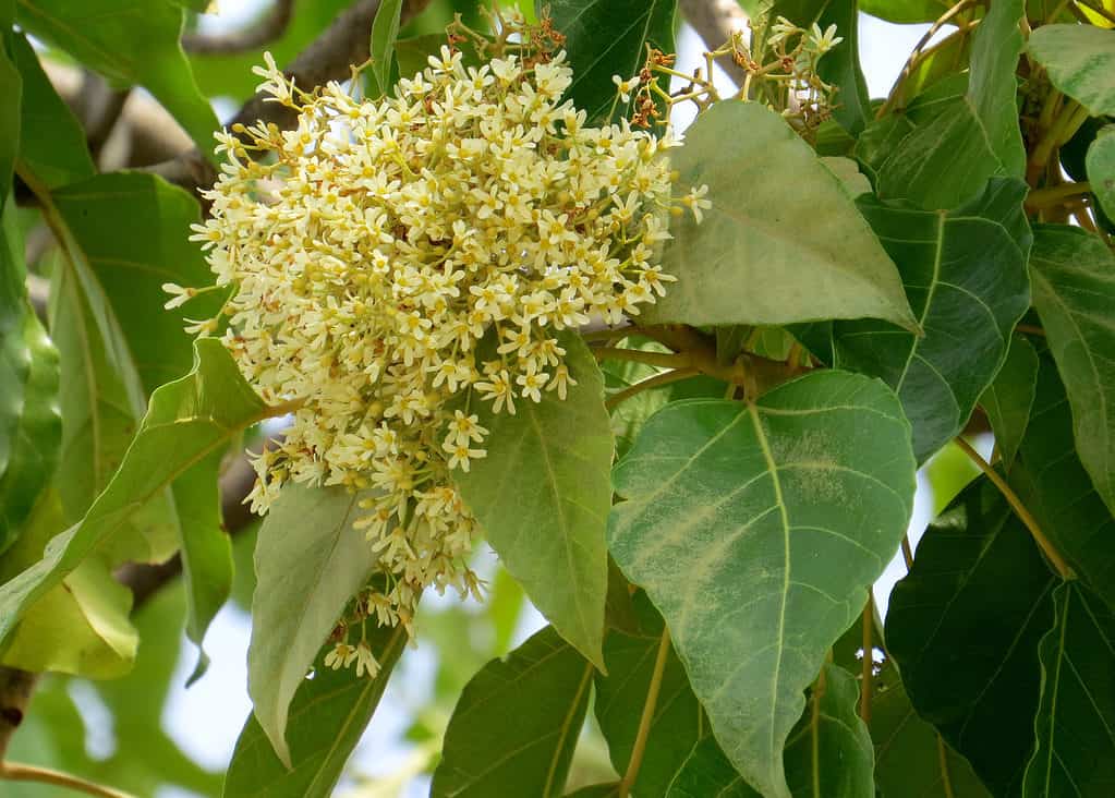 Albero di noce di candela.