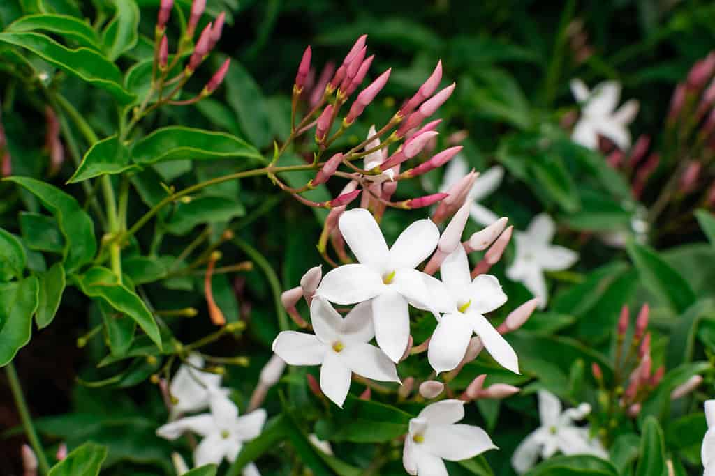 Fiori di gelsomino che sbocciano