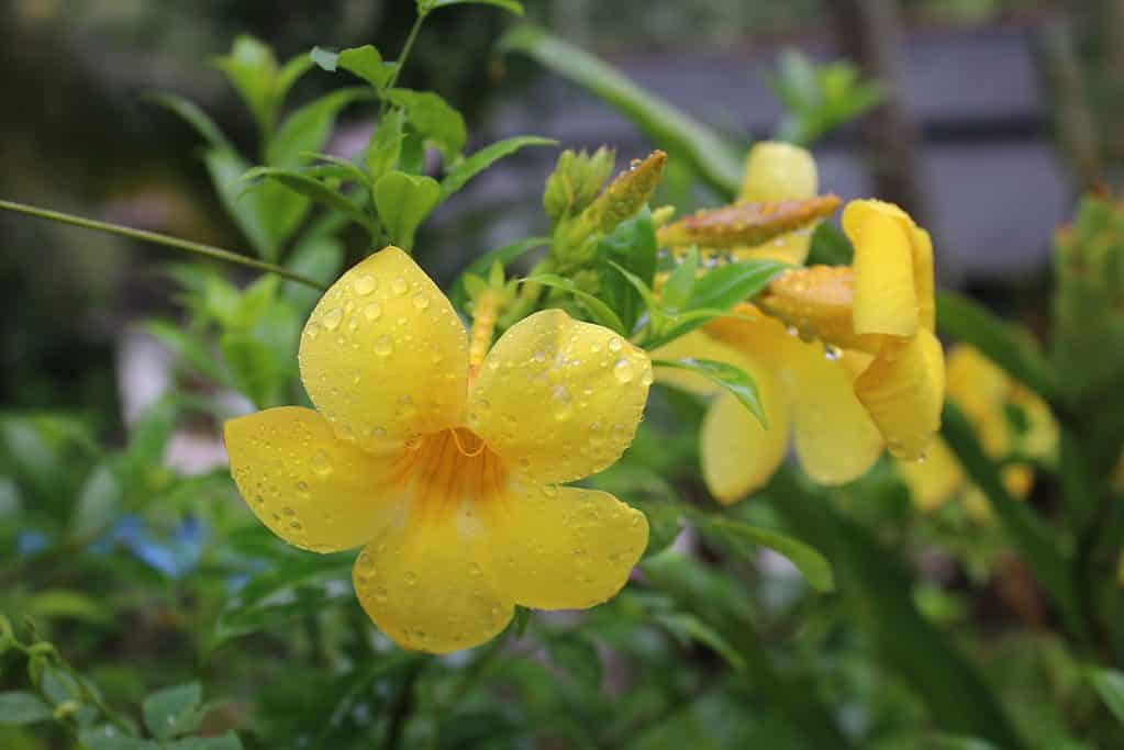 Gelsemium sempervirens