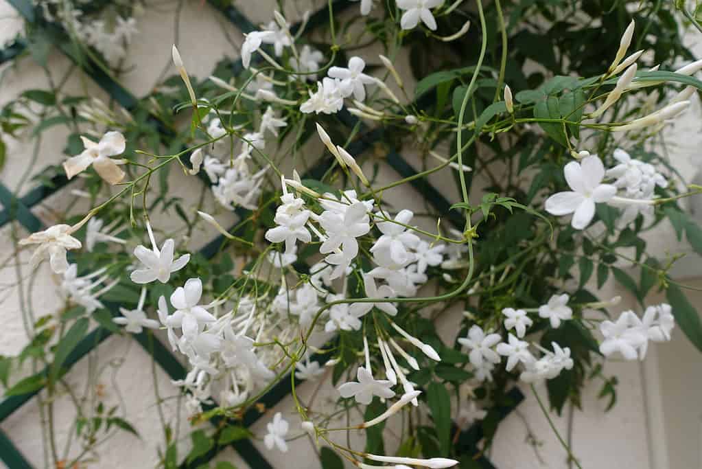 Gelsomino in fiore su un traliccio