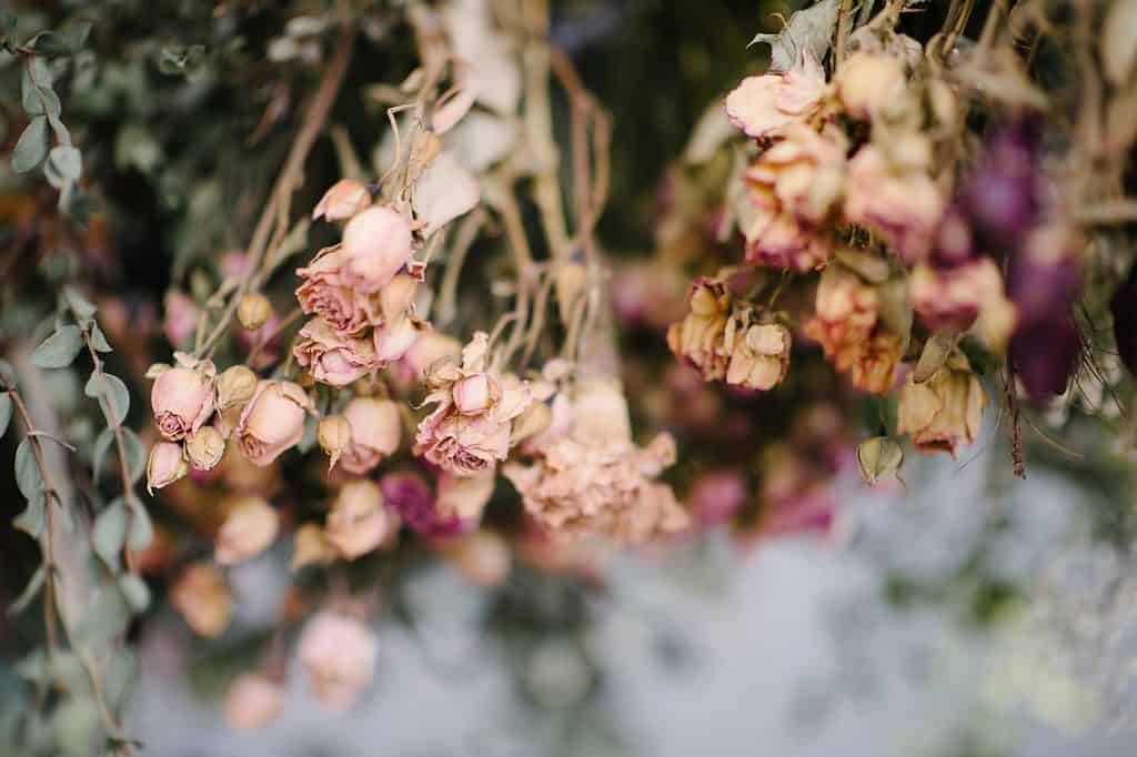 Secco, fiori secchi, rosa, fiori