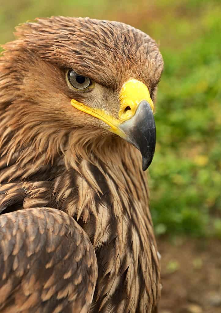 L'uccello nazionale dell'Egitto è l'aquila delle steppe