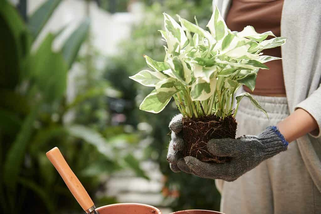 Rinvaso pianta pothos