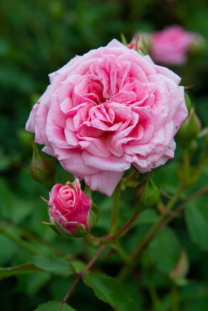 Dolce rosa alla deriva