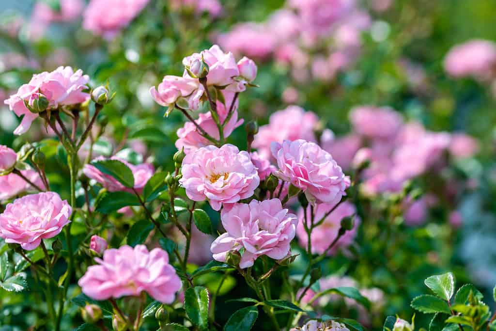 La Fata Rosa