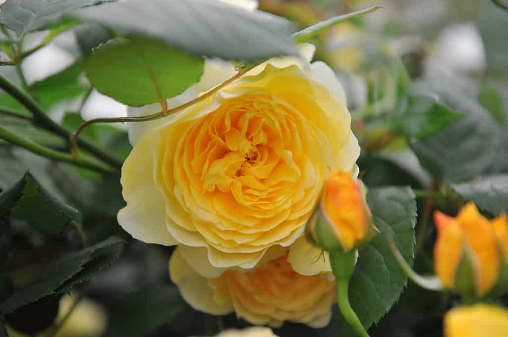 La moglie del poeta Rose