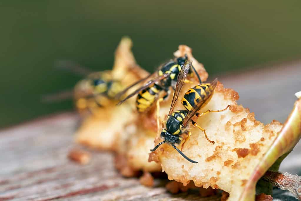 Vespa comune che mangia gli avanzi
