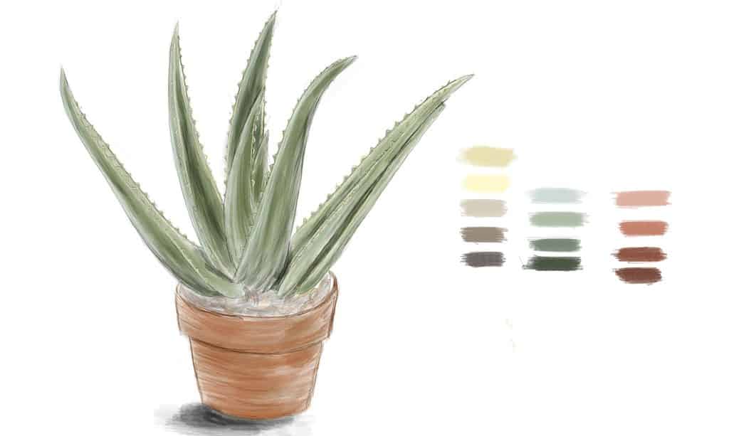 Succulente dell'acquerello